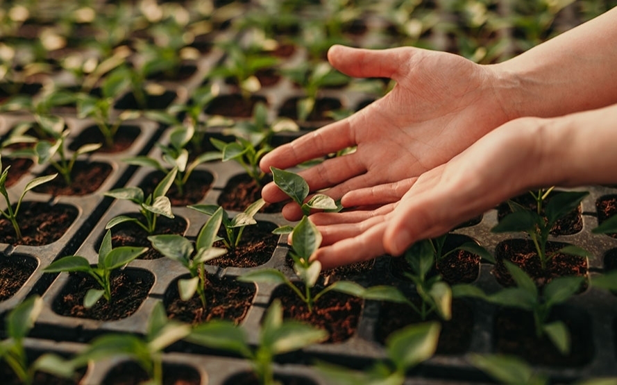 Campanha Mesa Sustentável